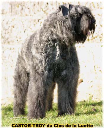 bouvier des flandres du clos de la luette - copyright d&eacute;pos&eacute;